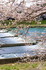 一目千本桜　宮城県　大河原町