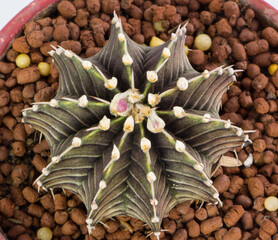 Close up Hybrid cactus