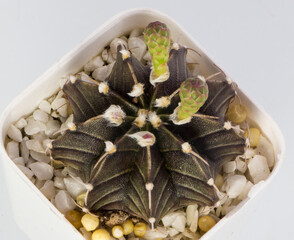 Close up Hybrid cactus