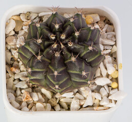 Close up Hybrid cactus