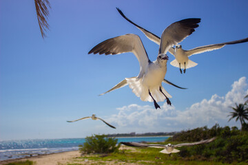 Birds in the sky