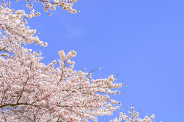 一目千本桜　宮城県　大河原町