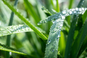 緑と水　環境とエコのイメージ