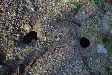 Deep snake holes on the ground