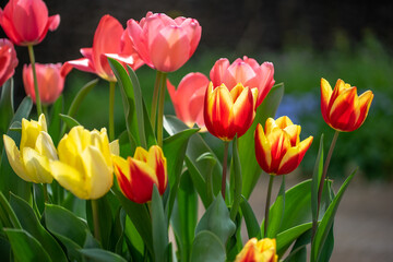 チューリップの花　春のイメージ