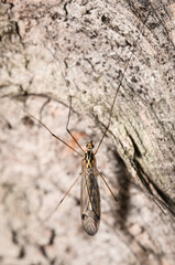 An insect with wings and very long legs sits on a tree