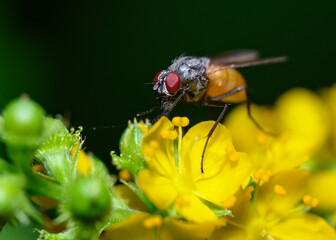 A fly with red eyes on a bright yellow flower