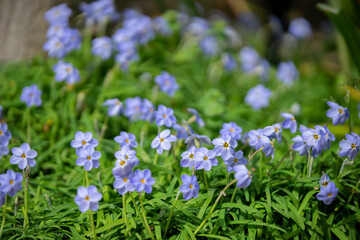 ハナニラの花　春のイメージ