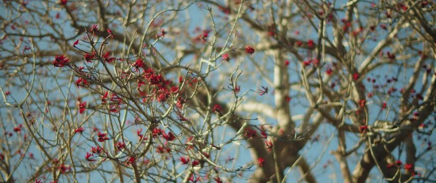 Beautiful red flowers on a leafless tree. Nature background. Slow motion, shallow depth of field. 