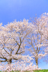 一目千本桜　宮城県　大河原町