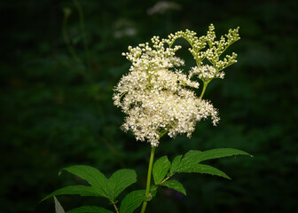 White-yellow forest flowers on a dark background