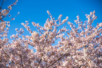 桜の花　春のイメージ