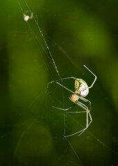 Forest spider weaves a web on a green background