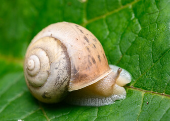 Close-up view of a forest snail on a tree leaf
