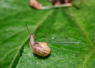 The journey of a curious Wood Snail on a tree leaf