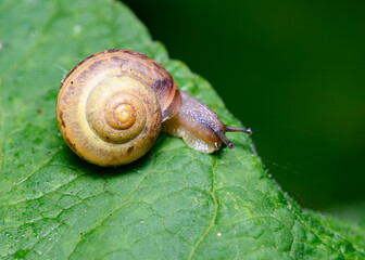 Forest Snail's journey down the slope of a tree leaf