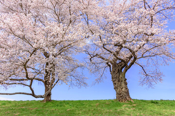 Fototapeta premium 一目千本桜 宮城県 大河原町