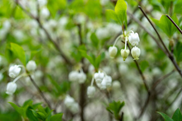 咲き始めたドウダンツツジの花
