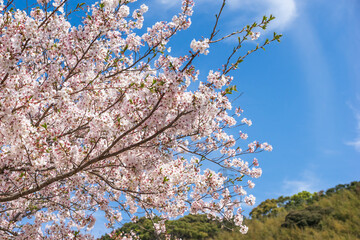 桜の花　春のイメージ