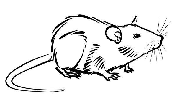 How to Draw a Rat | Design School
