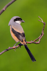 Long-tailed shrike perching on the tree branch with green background.