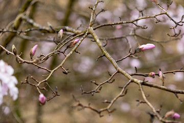 Magnolia kobus (mokryeon, kobus magnolia or kobushi magnolia) blossoms at Tabika Magnolia Stellata Community, Tabika, Komono, Mie, Japan