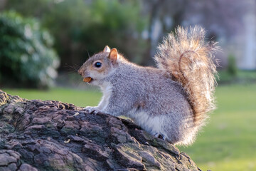 Naklejka na ściany i meble Squirrel eating nut on a tree, backlit by sun rays