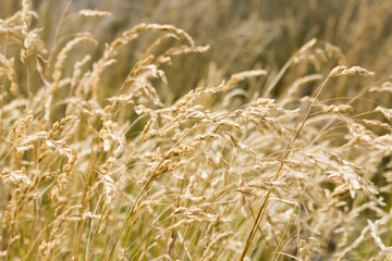 Dry grass golden color long stalk, background nature grass in riverside 