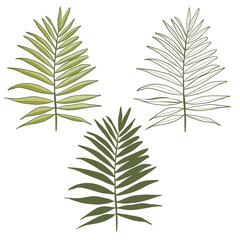 Vector palm leaves, jungle leaves isolated on white background. Palm Leaf Sketch.