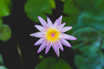Violet lotus blooming in the pond . Lotus flower background