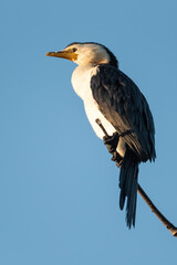 Little Pied Cormorant
