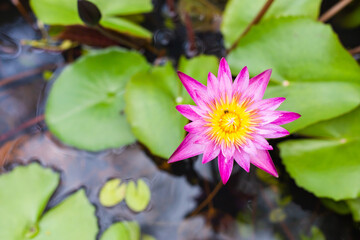  lotus