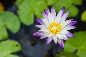 Lotus Flower and leaf in pond water surface Top view outdoor