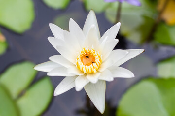 White lotus blooming in the pond.Lotus flower background