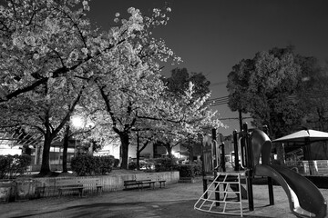 夜桜　公園