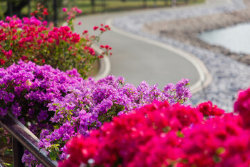 Blooming bougainvillea.Magenta bougainvillea flowers,floral background.