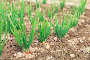 Rows of young green onions in the garden. Spring garden plants - Image