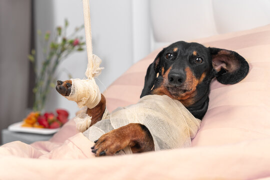 Poor dachshund dog in bandages and broken paw in plaster after injuries from accident lies in private room of rehabilitation veterinary center. Treatment of animals.