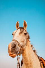 Horse portrait 