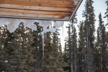 View of a wilderness setting in outdoor Canada with icicles dripping over the side of a log cabin roof with spruce, pine trees in the background. 