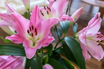 Close up of a stunning, bright pink lily flower with white gradient colors spanning out, fully open and healthy looking background, design, flora, floral. 