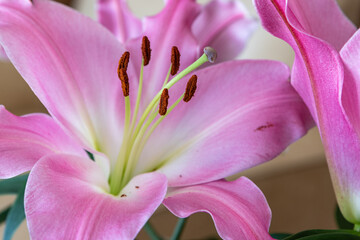 Close up of a stunning, bright pink lily flower with white gradient colors spanning out, fully open...