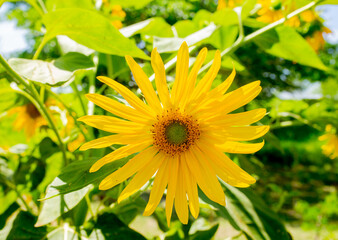sunflower in the garden