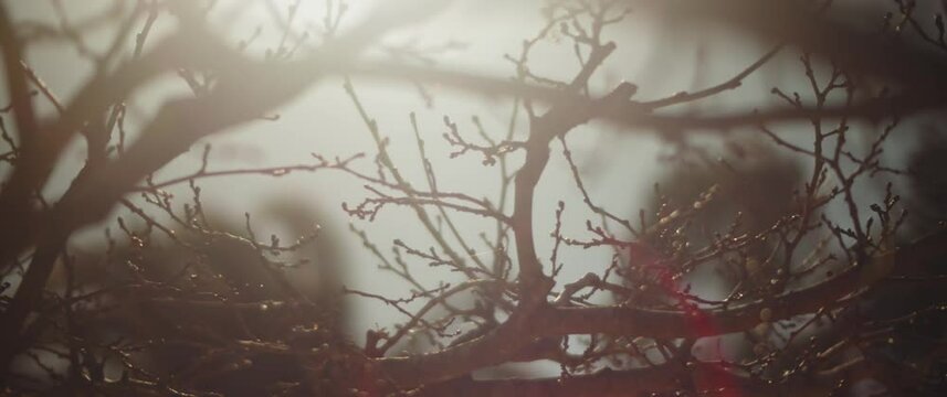 Sunlight between leafless branches in autumn. Nature background. Slow motion, shallow depth of field, bokeh, close up.