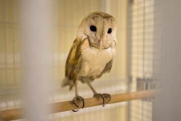 Obraz premium owl in cage