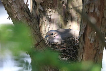 Mourning Dove Sitting on a Nest