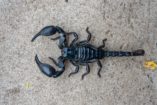 Scropion insect on ground background