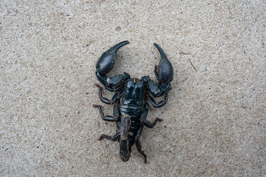 Scropion insect on ground background