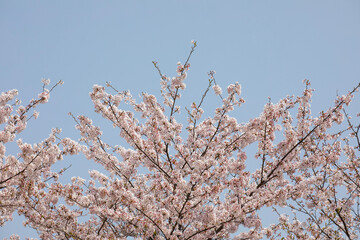 snow covered branches