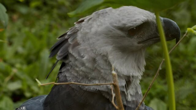Close de uma Harpia, ou gavi&atilde;o real, a maior ave de rapina das Am&eacute;ricas / Harpy, or harpy eagle, close-up the largest bird of prey in the Americas	